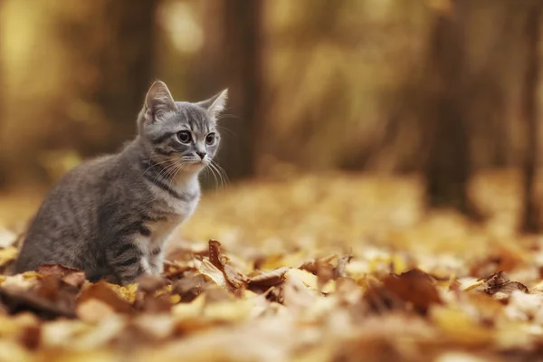 小猫在黄色的树叶 — 图库照片