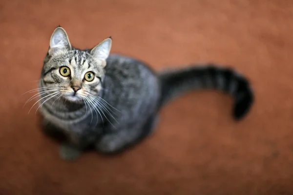Забавный серый кот на диване — стоковое фото
