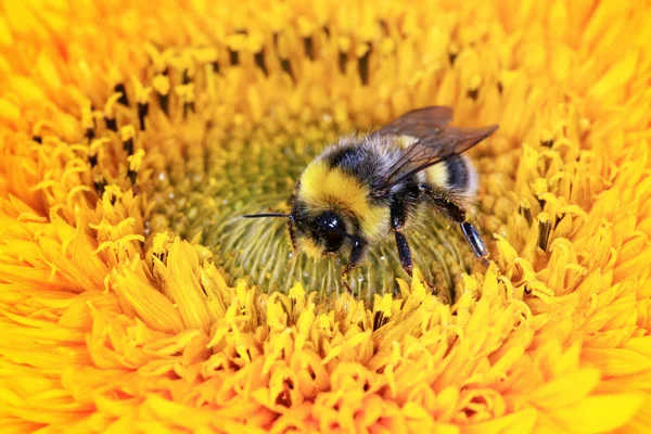 花に蜂をしくじる — ストック写真