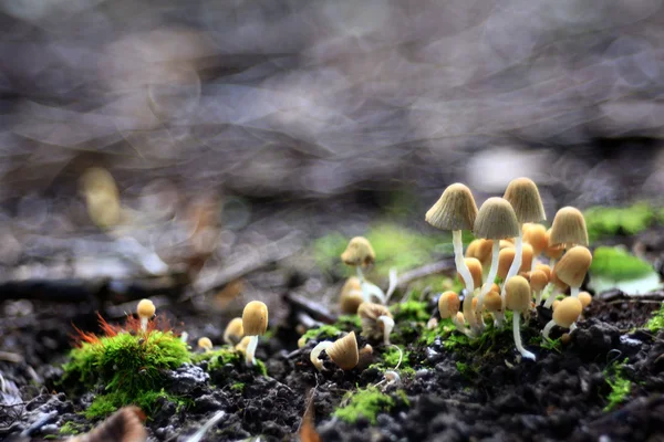 Cogumelos pequenos toadstools — Fotografia de Stock