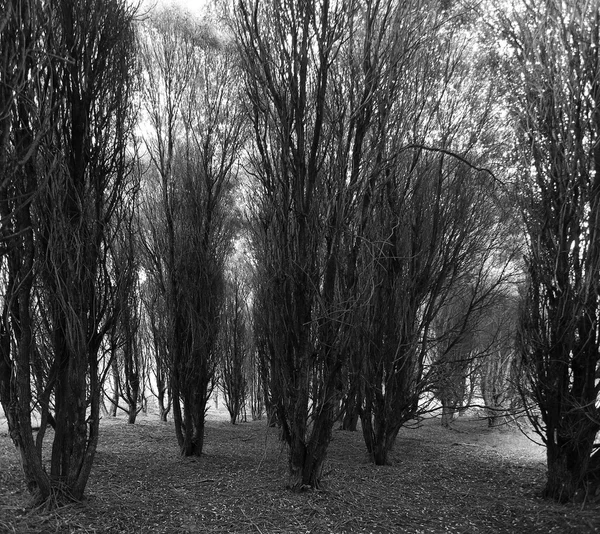 Серый осенний лес — стоковое фото