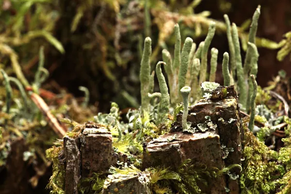 Magische wereld van macro moss — Stockfoto