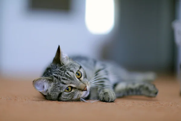 Kucing abu-abu lucu di sofa — Stok Foto