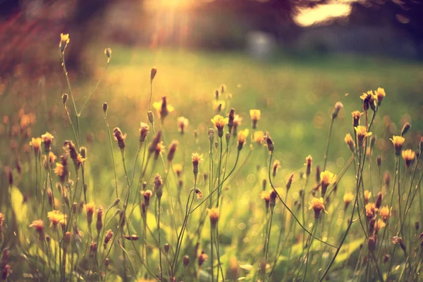 Gouttes de rosée sur l'herbe — Photo