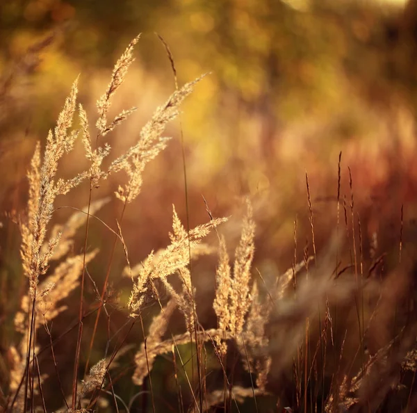 Sonbahar çim günbatımı — Stok fotoğraf