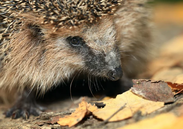 Hedgehog in the autumn forest — Stock Photo, Image
