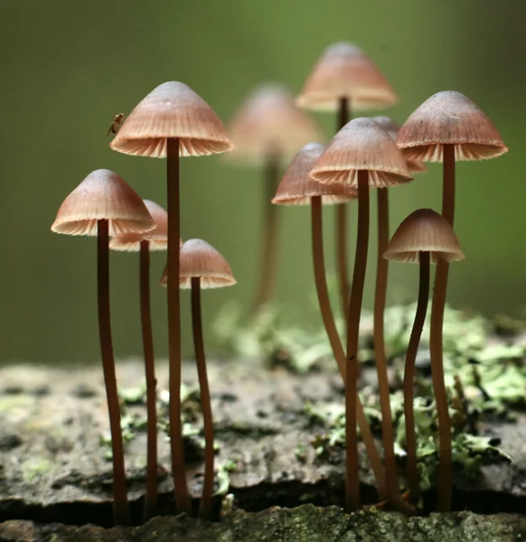 Small mushrooms toadstools — Stock Photo, Image