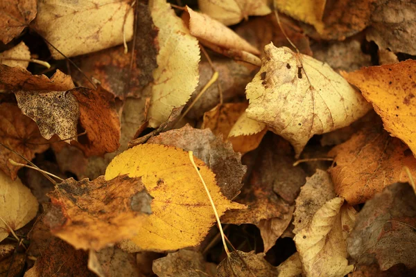 Tessitura delle foglie di colore giallo caduto — Foto Stock