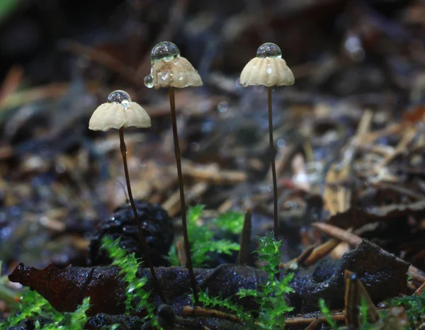 Tiny mushrooms toadstools — Stock Photo, Image