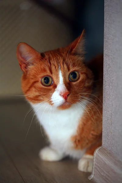 Retrato de um gato vermelho — Fotografia de Stock