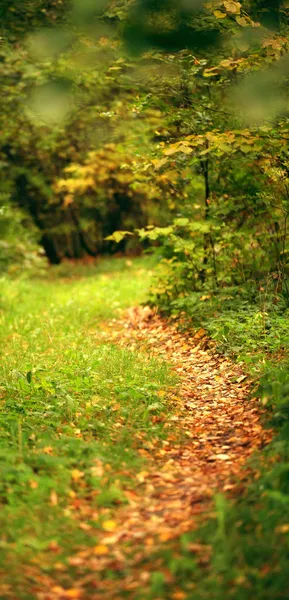 Sonbahar ormanlarında yol — Stok fotoğraf