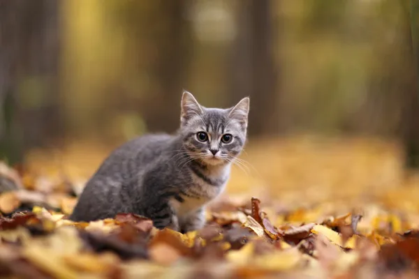 Kätzchen in gelben Blättern — Stockfoto