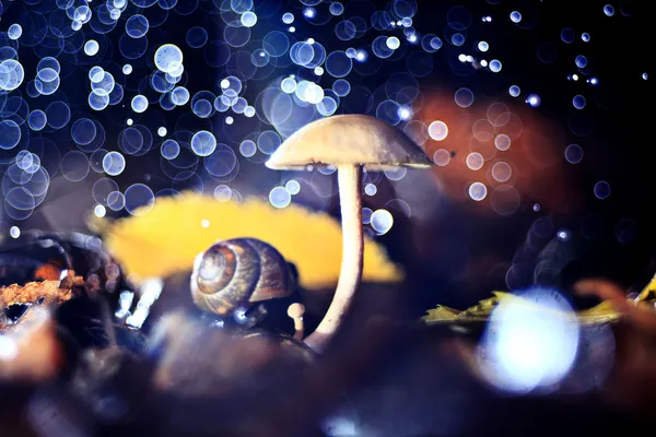 Мелкие несъедобные грибы — стоковое фото
