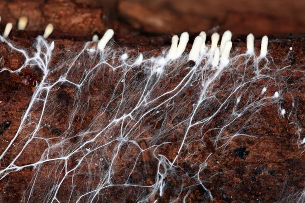 Mycelium — Stockfoto