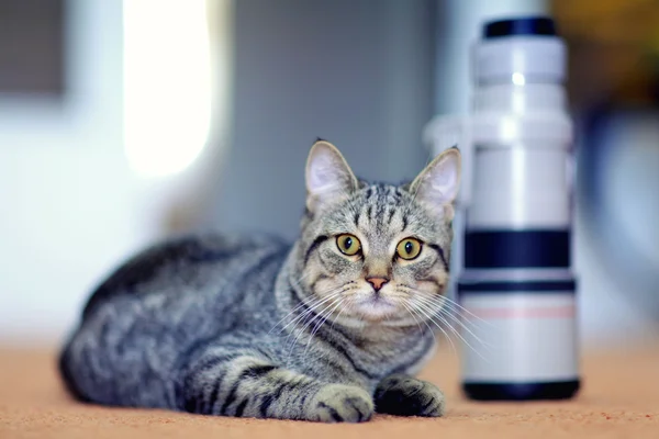 Cat and the camera lens — Stock Photo, Image