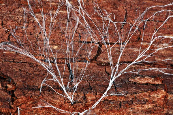 Mycelium — Stockfoto