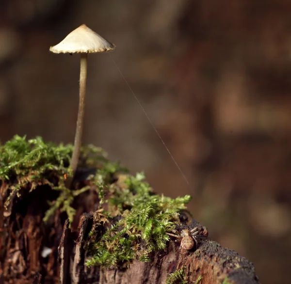 Małe grzyby trujące — Zdjęcie stockowe