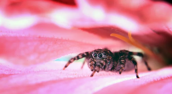 Spindel på en blomma — Stockfoto