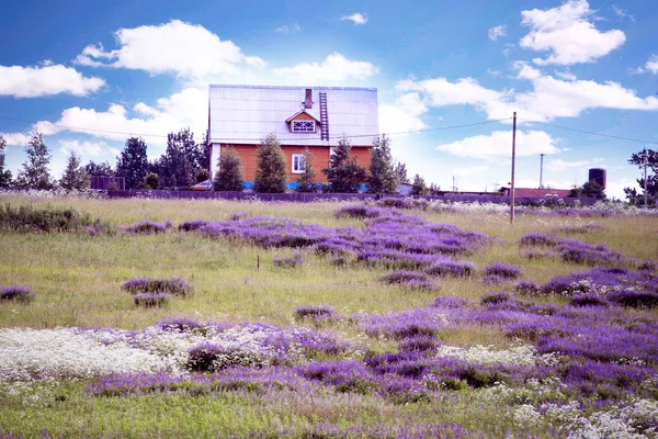 Paisagem de verão no campo — Fotografia de Stock