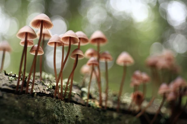 Cogumelos pequenos toadstools — Fotografia de Stock