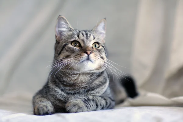 Gatto grigio divertente su un divano — Foto Stock