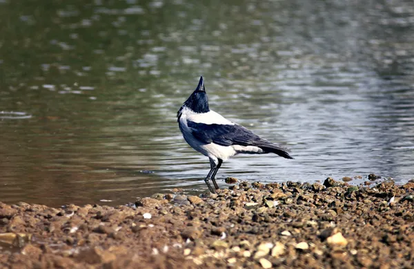 Crow at the river — Stock Photo, Image