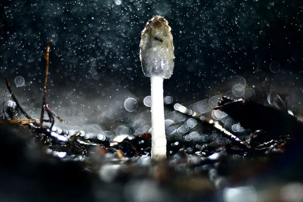 Cogumelos pequenos de toadstool — Fotografia de Stock