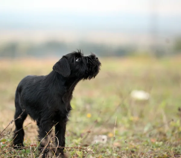 Fekete skót Terrier — Stock Fotó