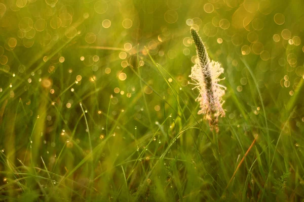 Краплі роси на траві — стокове фото