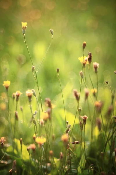 Krople rosy na trawie — Zdjęcie stockowe