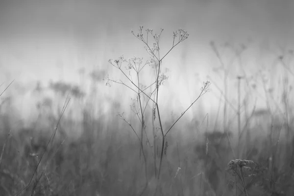 Melancholy old grass