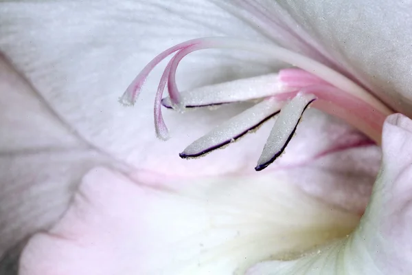Pistilos y estambres de una flor — Foto de Stock