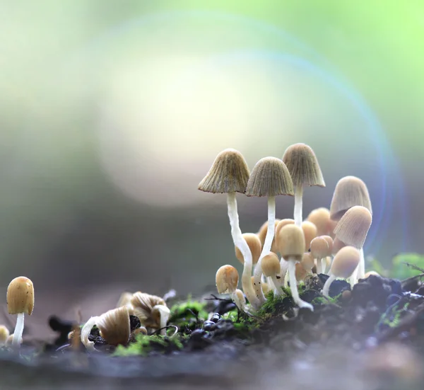 Mushrooms toadstools — Stock Photo, Image