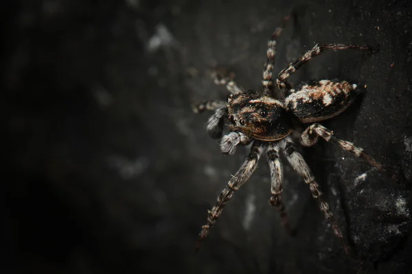 Людина-павук перемичку — стокове фото