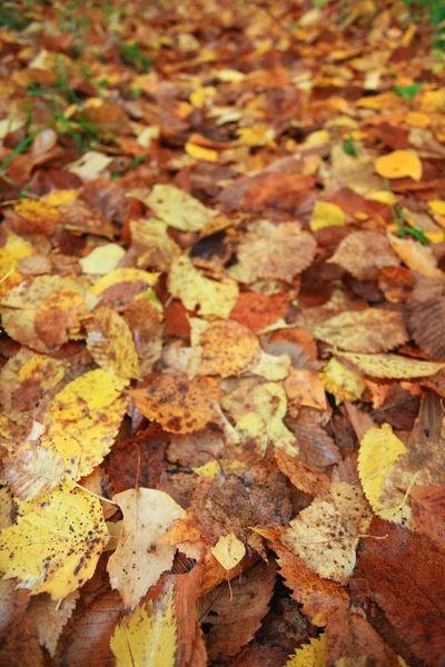 Gula blad bakgrund — Stockfoto