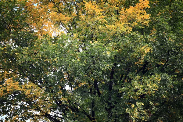 Autumn branch — Stock Photo, Image