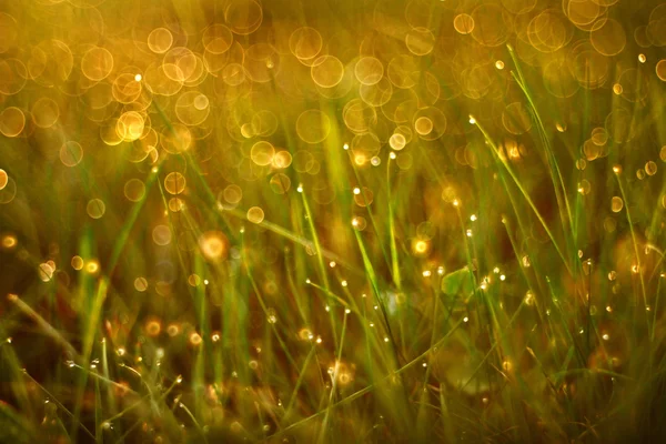 Drops of dew on the grass — Stock Photo, Image