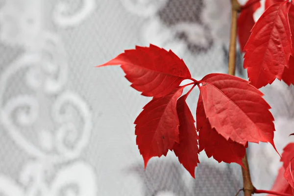 Folhas de videira vermelha — Fotografia de Stock