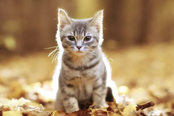 イギリスの子猫 — ストック写真