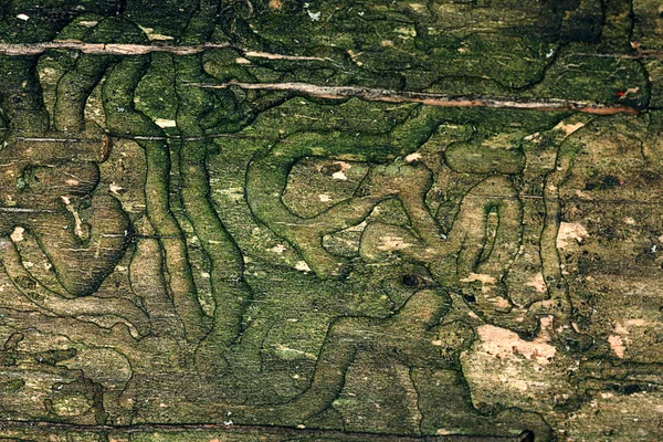 Viejo comido de madera — Foto de Stock