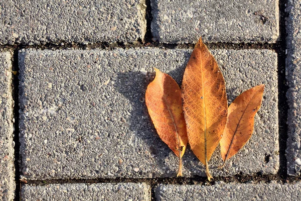 Feuilles d'automne jaunes — Photo