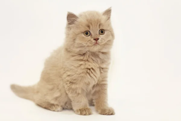 Pequeno gatinho britânico — Fotografia de Stock