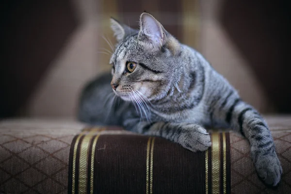 Смешная серая кошка — стоковое фото