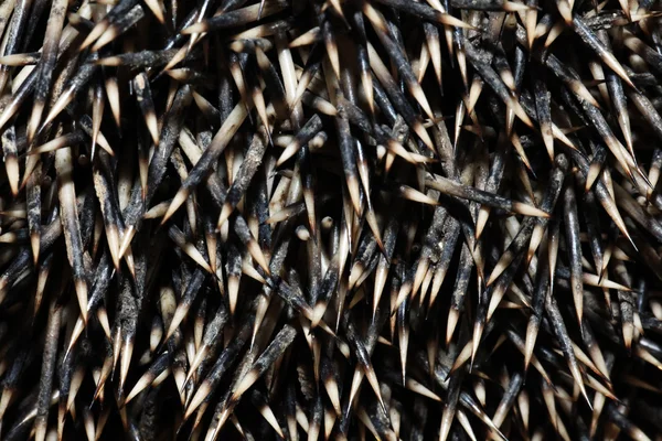 Needle hedgehog texture — Stock Photo, Image