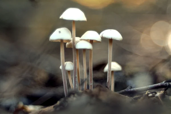 Small poisonous mushrooms — Stock Photo, Image