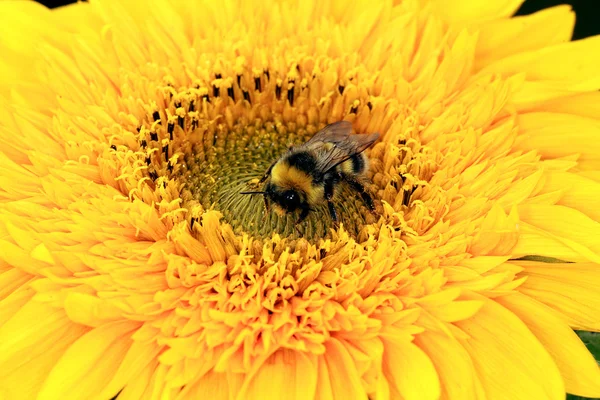 Sonnenblumen — Stockfoto