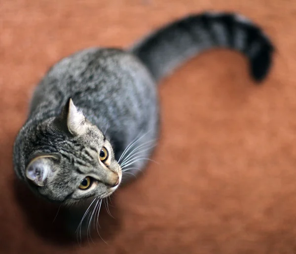 Divertente gatto grigio — Foto Stock