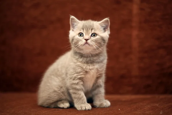 Pequeno gatinho britânico — Fotografia de Stock