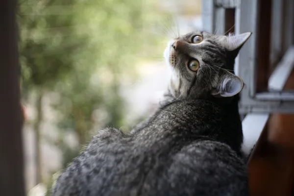 Britská kočka na okně — Stock fotografie