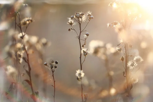 Branches d'automne — Photo